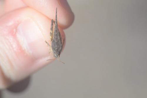 Réf. 214 594 : Tetrix subulata